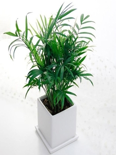 巧思江北绿化修剪设计，绘就城市缤纷绿意画卷！