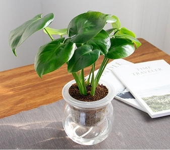 专业盆景租摆，宁波前湾的绿色艺术之选